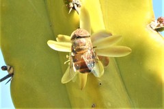 Copestylum macrocephalum