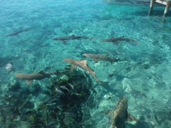 Negaprion brevirostris