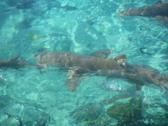 Negaprion brevirostris