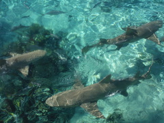 Negaprion brevirostris