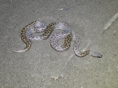 Spotted Python sighting