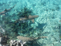 Negaprion brevirostris