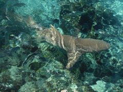 Negaprion brevirostris