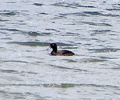 iNaturalist image