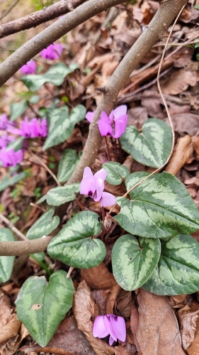 Cyclamen elegans
