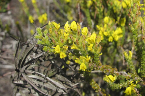 Heathleaf Capegorse (Aspalathus ericifolia)