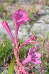 Watsonia coccinea, photograph (c) Lifa Nkosi, some rights reserved (CC BY)