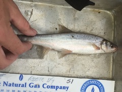 Mylocheilus caurinus