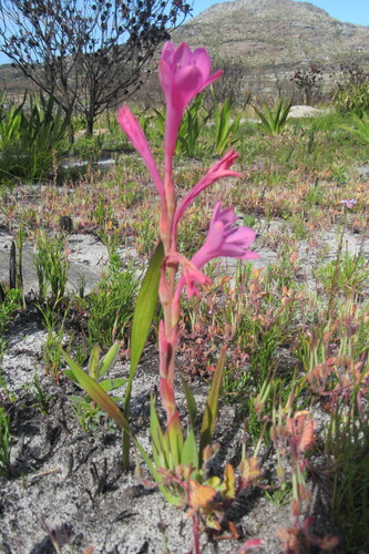 Watsonia coccinea, photograph 6