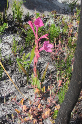 Watsonia coccinea, photograph 5