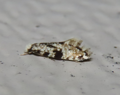 Nemapogon auropulvella