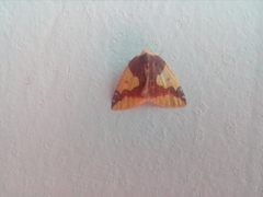 Perusia praecisaria