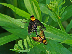 Chrysopilus thoracicus