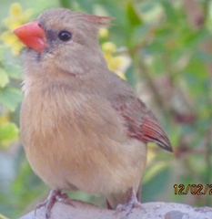 Cardinalis
