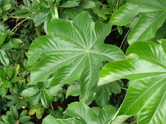 Cecropia schreberiana