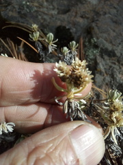 Gnaphaliothamnus lavandulifolius