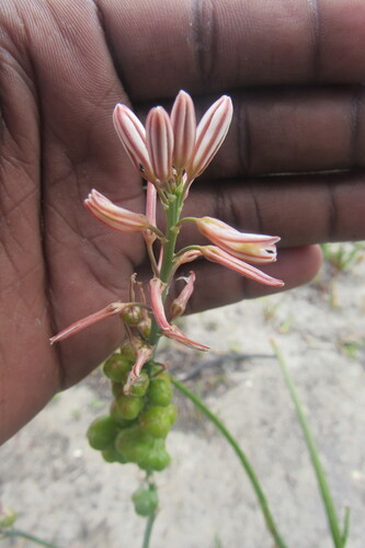 Table Capespinach (Trachyandra tabularis)