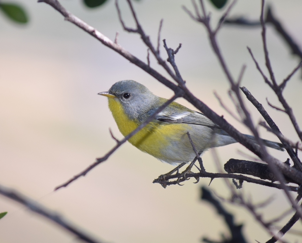 Tropical Parula (Socorro I.)