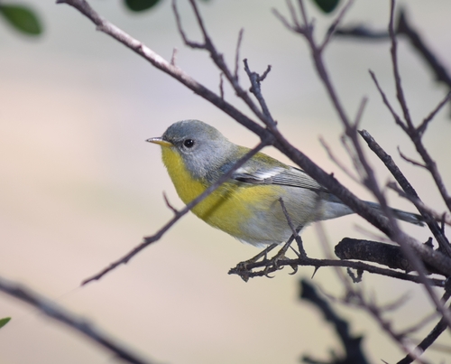 Tropical Parula (Socorro I.)