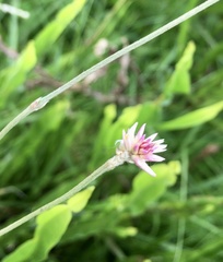 Pfaffia tuberosa