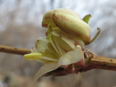 Lonicera harae
