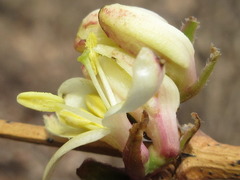 Lonicera harae