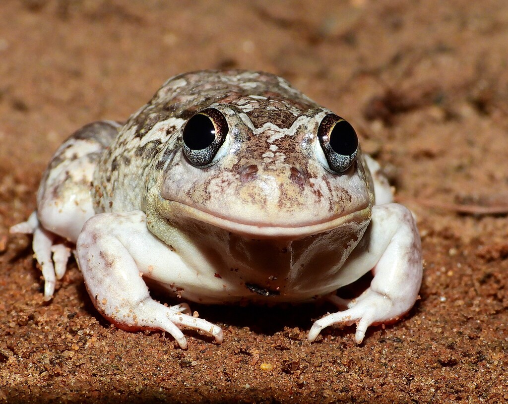 Peters' Four-Eyed Frog