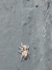Menemerus bivittatus