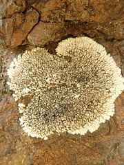 Dimelaena