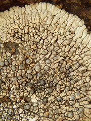 Dimelaena