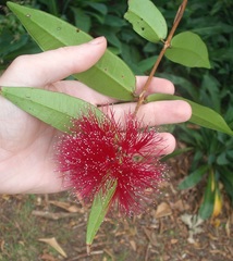 Syzygium wilsonii