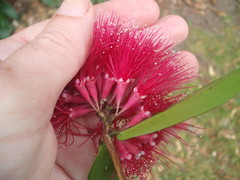 Syzygium wilsonii