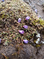 Astragalus peruvianus, photograph (c) Michal Honskus, some rights reserved (CC BY)