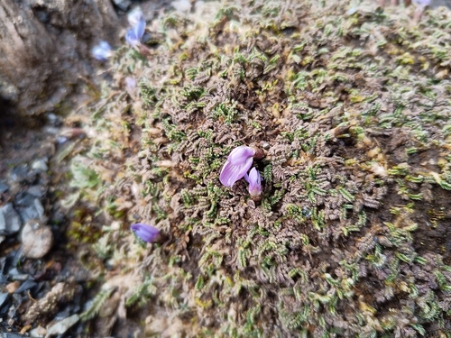 Astragalus peruvianus, photograph 2