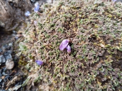 Astragalus peruvianus, photograph (c) Michal Honskus, some rights reserved (CC BY)
