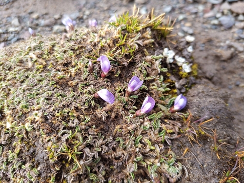 Astragalus peruvianus, photograph 3