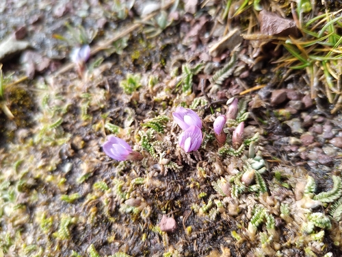 Astragalus peruvianus, photograph 4