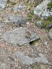 Cinclodes albidiventris