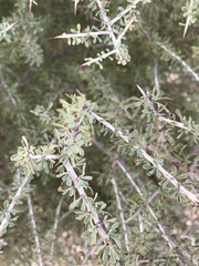 Condalia spathulata