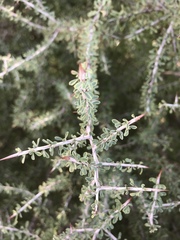 Condalia spathulata