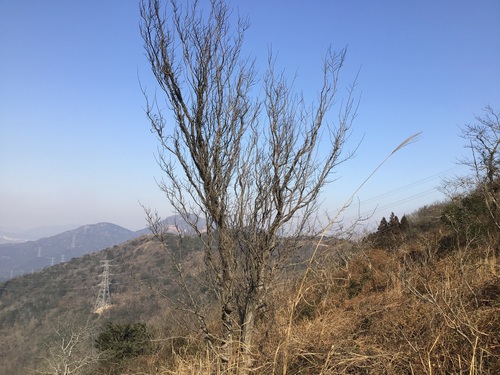 Chinese Ironwood (Parrotia subaequalis)