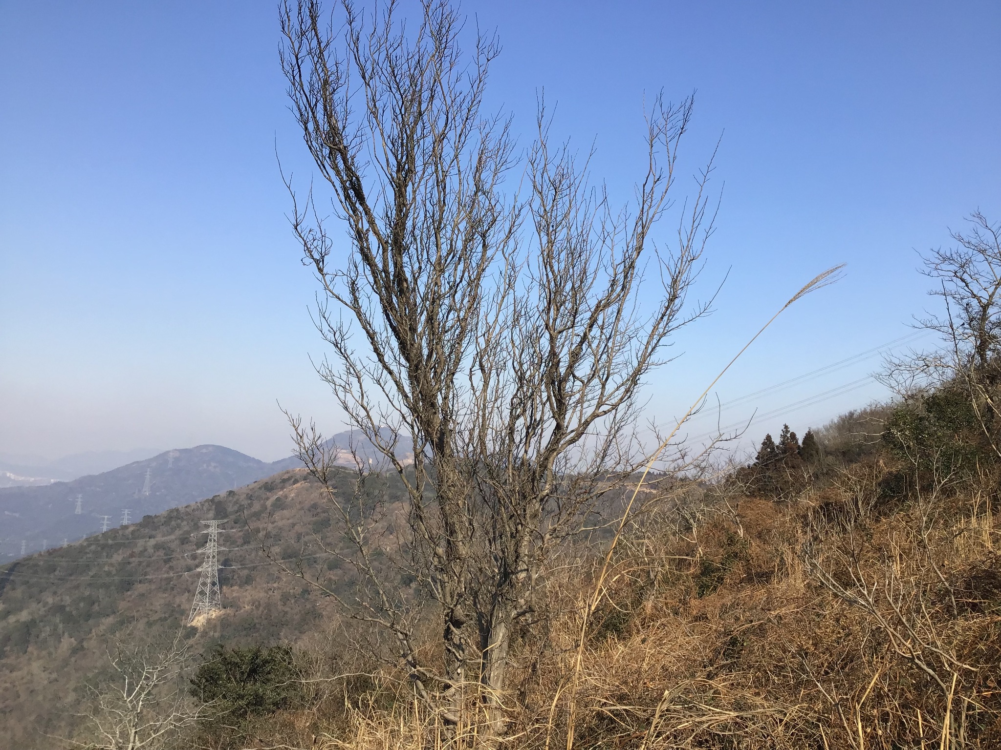 Chinese Ironwood (Parrotia subaequalis)