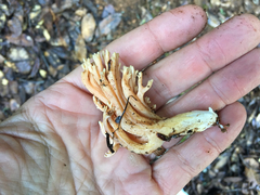 Ramaria flavigelatinosa