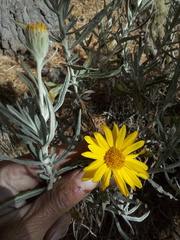 Senecio mairetianus