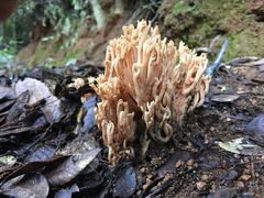 Ramaria flavigelatinosa