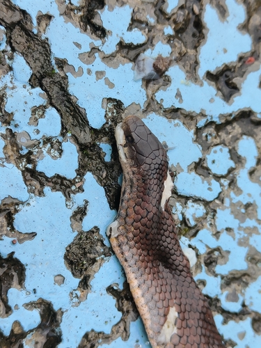 Blakeway’s Mountain Snake