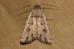 Ichneutica lignana