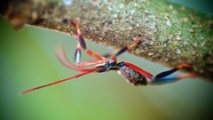 Acanthocephala declivis