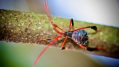 Acanthocephala declivis