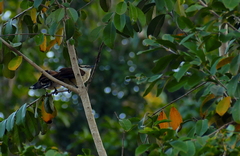 Campylorhynchus chiapensis